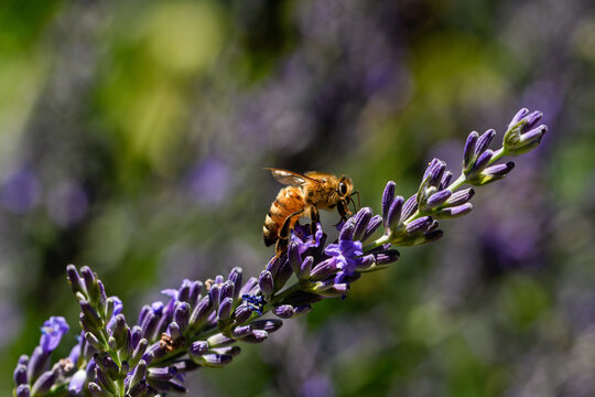 Honeybee which is a member of the genus Apis Asclepias tuberosa on a Lavender flower.  Lavender plants are highly fragrant, drought-tolerant perennials with beautiful purple blooms and are aromatic. 