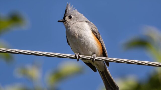 A small, crested bird, a tufted titmouse (Baeolophus bicolor), perched gracefully on a utility wire against a vibrant blue sky with soft green foliage background
