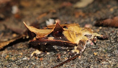 Malayan horned frog (Pelobatrachus nasutus), Sarawak, Malaysia  © Cormac
