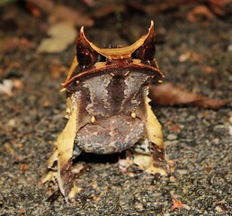 Malayan horned frog (Pelobatrachus nasutus), Sarawak, Malaysia  © Cormac