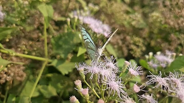 Common Gull butterfly Feeding on White Wildflowers, Butterfly Pollination, Macro Wildlife Close Up, Butterfly in Nature, Tropical Garden, Slow Motion Cinematic Stock Video