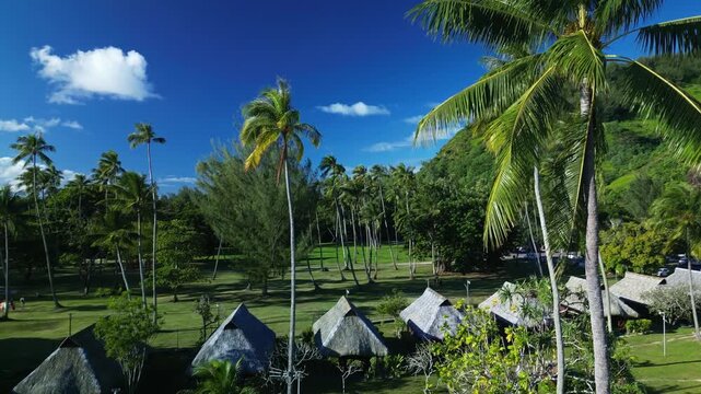 Tropical resort bungalows among lush palm trees in french polynesia