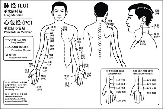 Acupuncture meridian chart showing lung and pericardium points Vector