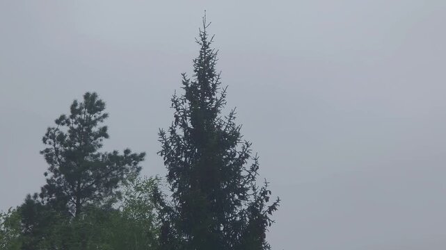 Fog covers tall trees in a forest as the day begins in early morning light