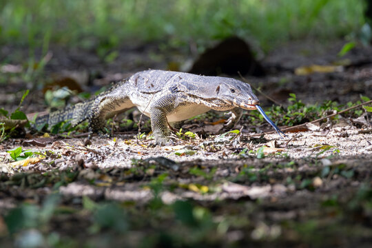 Asian Water Monitor Foraging