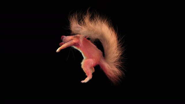 Realistic dancing squirrel performing rumba dance animation with alpha channel transparent background