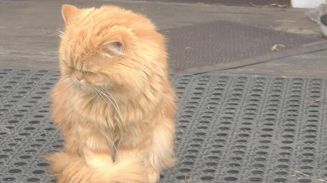 Orange cat sitting on a mat outside a house in the early afternoon sun