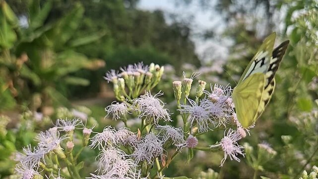 Common Gull butterfly Feeding on White Wildflowers, Butterfly Pollination, Macro Wildlife Close Up, Butterfly in Nature, Tropical Garden, Slow Motion Cinematic Stock Video