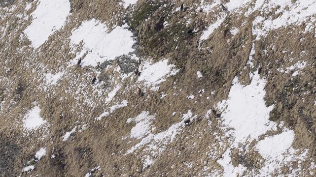A group of chamois moves across a steep, partially snow-covered alpine slope at Col des Aravis in the French Alps. The footage captures the wild animals navigating rugged mountain terrain with