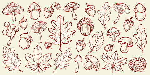 Mushroom and acorn botanical illustration reddish brown sketch style © Prodip