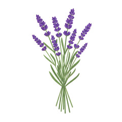 Obraz premium Purple lavender flowers in a tall bunch