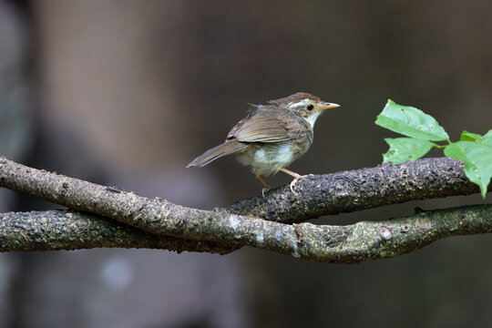 Puff-throated Babbler on a Branch