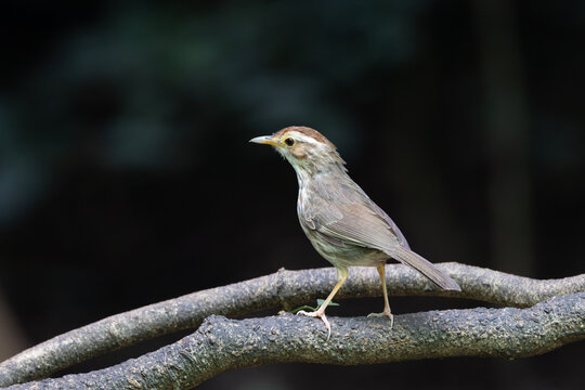 Puff-throated Babbler in Profile