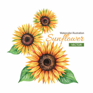 Watercolor illustration of three beautiful sunflowers with green leaves on transparent background