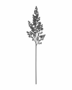 A gray silhouette of a plant with leaves on a transparent background
