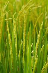 Obraz premium Close-up of green rice ears in the heading stage, symbolizing a healthy and bountiful harvest season.