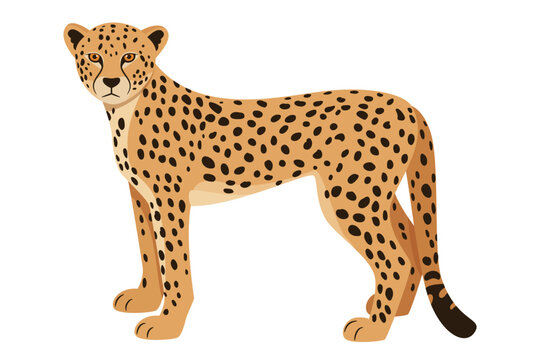 Cheetah animal illustration. Vector flat cartoon jaguar or leopard isolated on white background