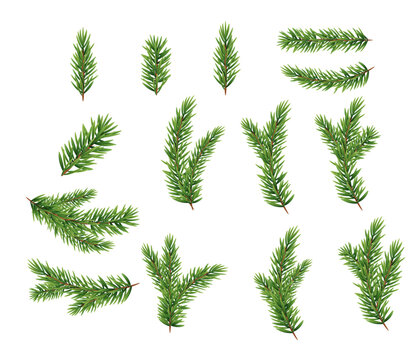 Collection of realistic evergreen branches and pine needles on a white background