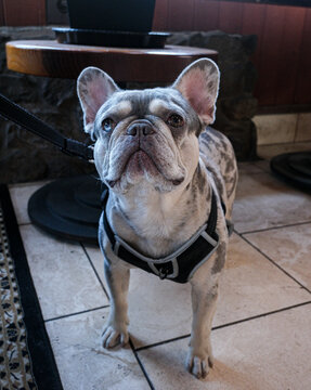 Cute Merle French Bulldog with Heterochromia Standing Indoors