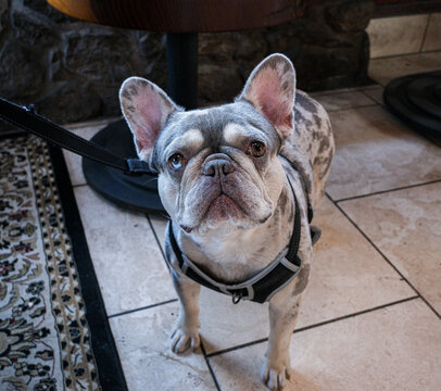 Cute Merle French Bulldog with Heterochromia Standing Indoors