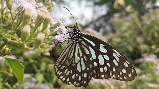 Blue Tiger Butterfly Feeding on Wildflowers in Natural Habitat, Butterfly Macro Close Up, Pollination, Tropical Wildlife, Garden Butterfly, Slow Motion Cinematic Nature Footage