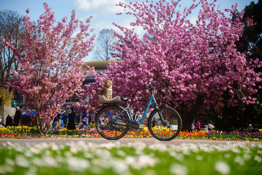 Shiba inu dog on bicycle sakura blossom