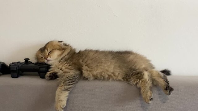 Fluffy brown tabby kitten sleeping stretched out beside a black video game controller on a grey textured fabric sofa surface in a cozy indoor home setting.