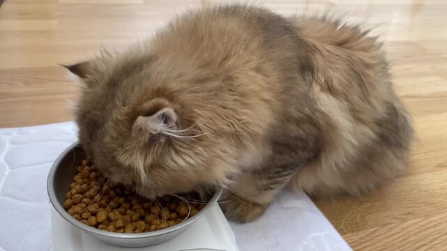 Close-up of fluffy ginger brown cat eating dry pet food kibble from a silver metal bowl on a white mat and wooden floor, representing a cozy indoor home pet lifestyle and daily feeding routine.