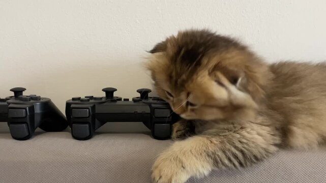 Cute fluffy brown kitten sleeping with closed eyes, resting head next to two black gamepads on soft grey fabric sofa, cozy indoor home gamer lifestyle pet.