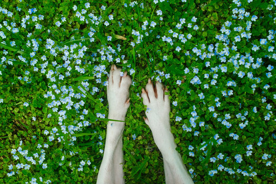 Pet Paws Rest On Spring Soft Grass With Flowers Outdoors