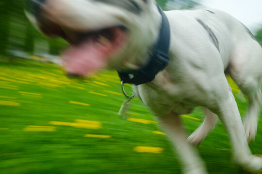 Happy Playful Dog Runs In Motion Blur