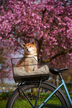 Shiba inu dog on bicycle sakura blossom