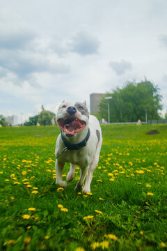 Smiling Dog Runs Happily in Local Walking Park 