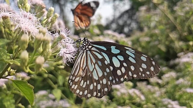 Blue Tiger Butterfly Feeding on Wildflowers in Natural Habitat, Butterfly Macro Close Up, Pollination, Tropical Wildlife, Garden Butterfly, Slow Motion Cinematic Nature Footage