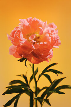 Flower blooms against a bright orange background in spring