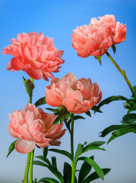 Flowers bloom against blue background showcasing natural beauty