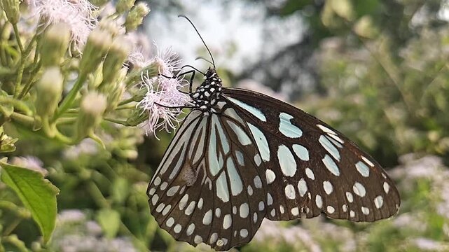 Blue Tiger Butterfly Feeding on Wildflowers in Natural Habitat, Butterfly Macro Close Up, Pollination, Tropical Wildlife, Garden Butterfly, Slow Motion Cinematic Nature Footage
