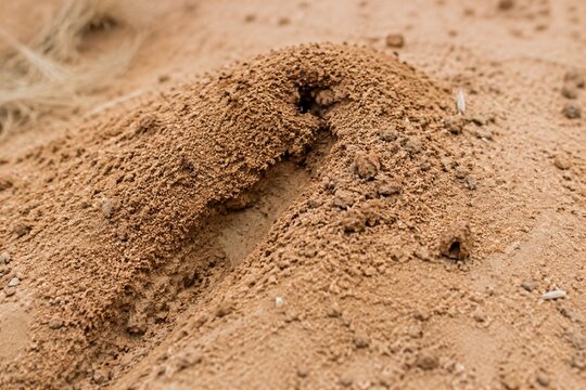 A detailed anthill in sandy soil with a single claw mark.