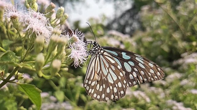 Blue Tiger Butterfly Feeding on Wildflowers in Natural Habitat, Butterfly Macro Close Up, Pollination, Tropical Wildlife, Garden Butterfly, Slow Motion Cinematic Nature Footage