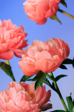 Flowers bloom against blue background showcasing natural beauty