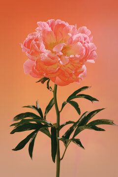 Flower with pink petals stands against yellow background