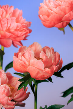 Flowers bloom against blue background showcasing natural beauty