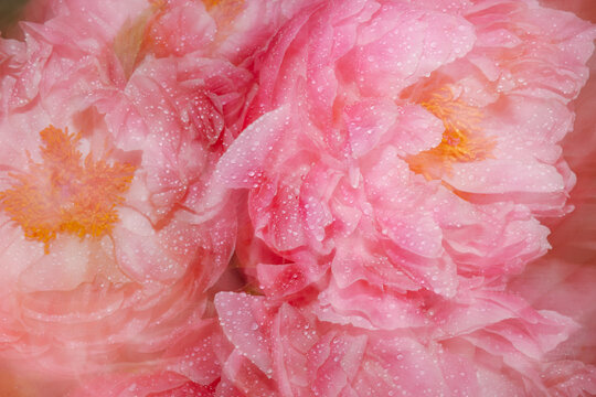 Pink flowers with water droplets in a garden setting during daytime