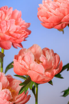 Flowers bloom against blue background showcasing natural beauty