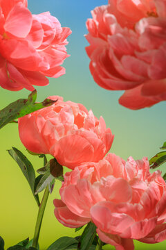 Peonies bloom in bright colors under a clear sky