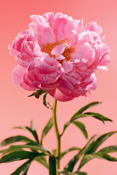 Pink flower stands against an orange background in a garden scene