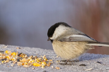 Obraz premium A Black-capped Chickadee at a Park