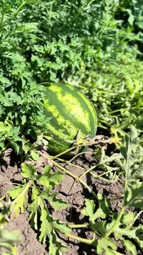 A watermelon is seen growing among green leaves on a farm. The sunlight highlights the plant in a summer setting. This moment shows agriculture in action.