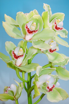 Orchids bloom with vibrant colors in a simple background