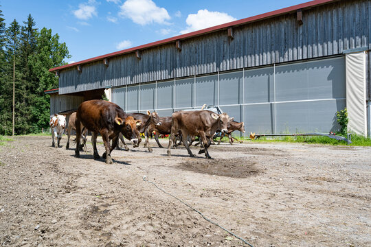 Rinder und K&uuml;he auf dem Hofgel&auml;nde vor dem Stallgeb&auml;ude